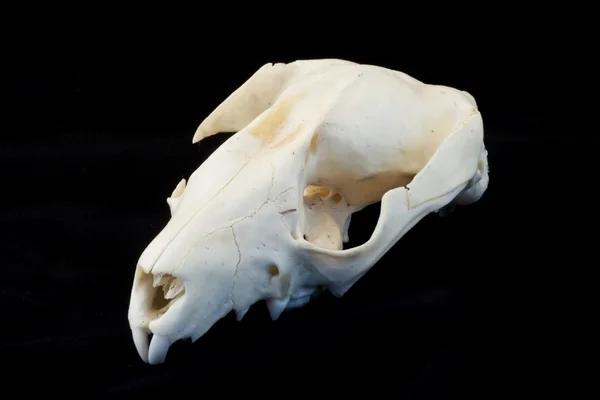 stock image Rat Skull