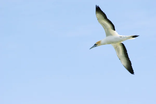 Stock image Takapu in flight