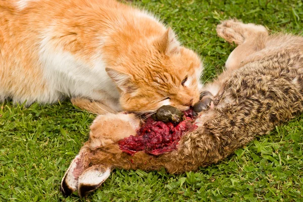 Katt vs kanin 03 Stockbild
