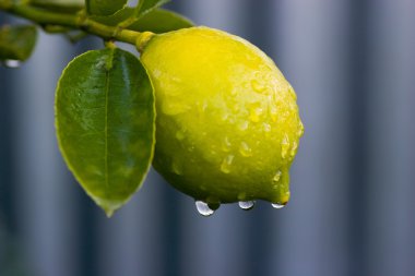 Dew on lemon 02 clipart