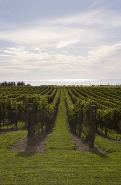 Vineyard by the sea clipart