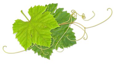 Grape leaves clipart