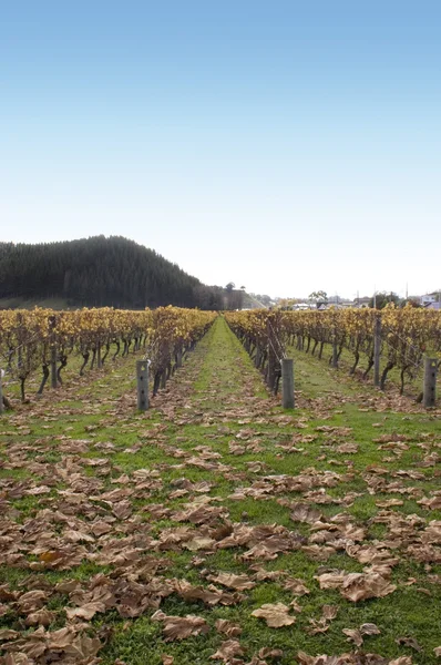 Осень в винограднике — стоковое фото