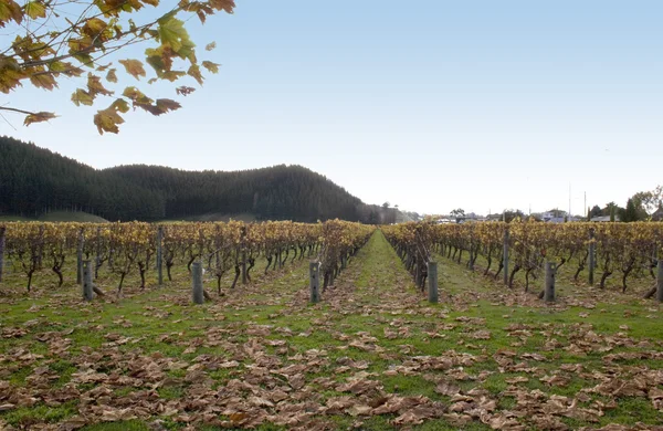 Hösten i vinrankorna — Stockfoto