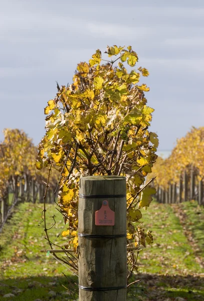 Autumn Vines 03 — Stock Photo, Image