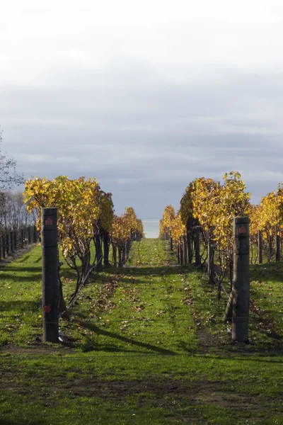 Осенние виноградники 06 — стоковое фото