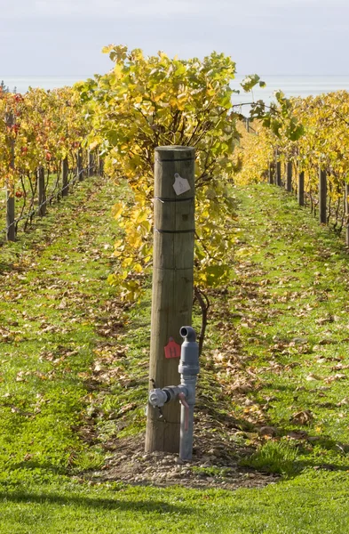 Podzimní vinice 05 — Stock fotografie