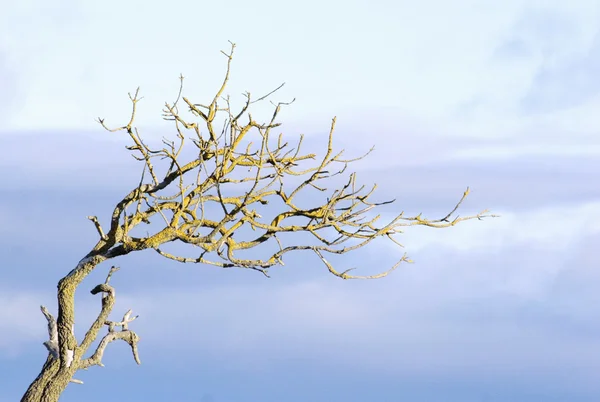 stock image Dead Branch