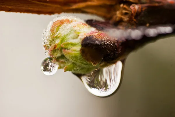 Dew drop on Bud 02 — Stock Photo, Image
