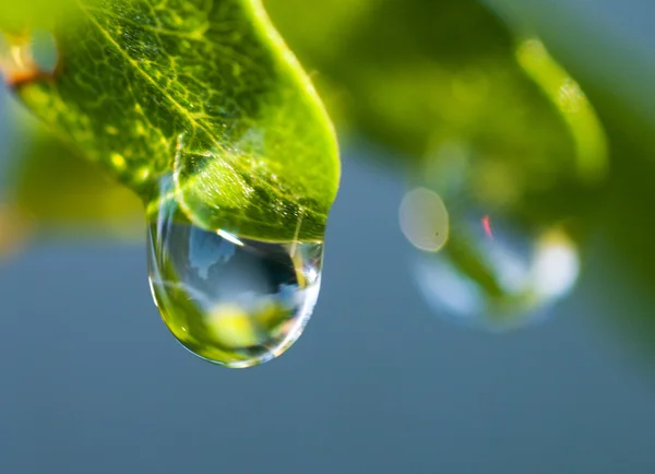 Dew Drop on Leaf — Stock Photo, Image