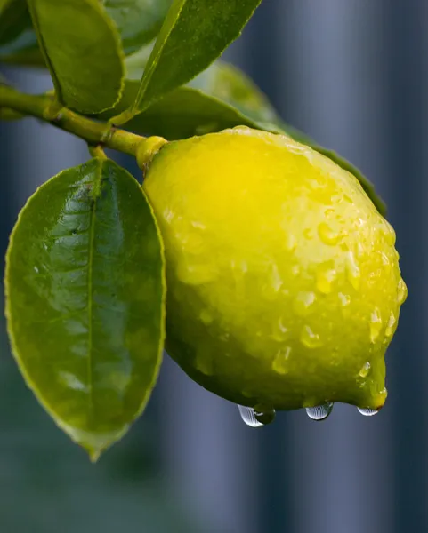 Роса на лимон 01 — стоковое фото