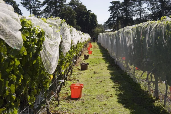 stock image Grape Harvest