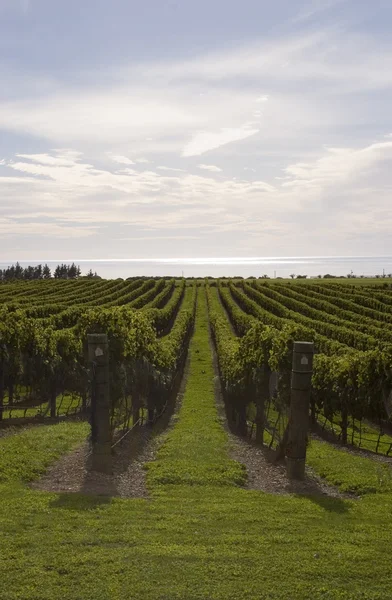 Vineyard by the sea — Stock Photo, Image