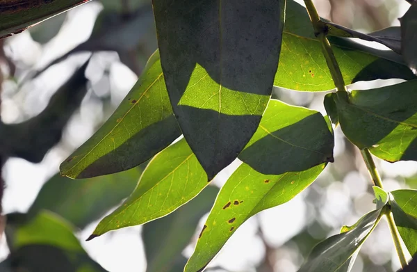 Sombras de hojas de goma —  Fotos de Stock