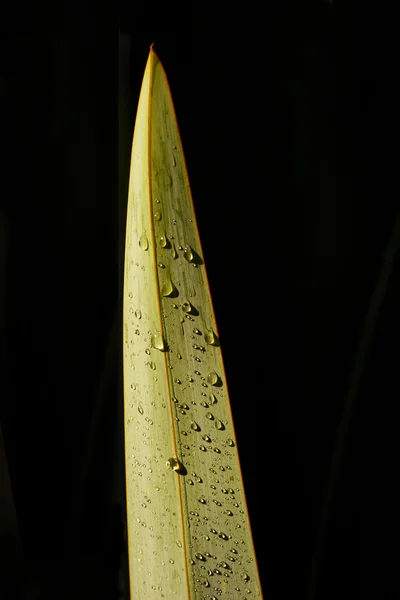 Новозеландский лен Leaf 01 — стоковое фото