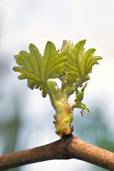 New growth on vine — Stock Photo, Image