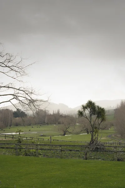 Dia chuvoso na zona rural da Nova Zelândia — Fotografia de Stock