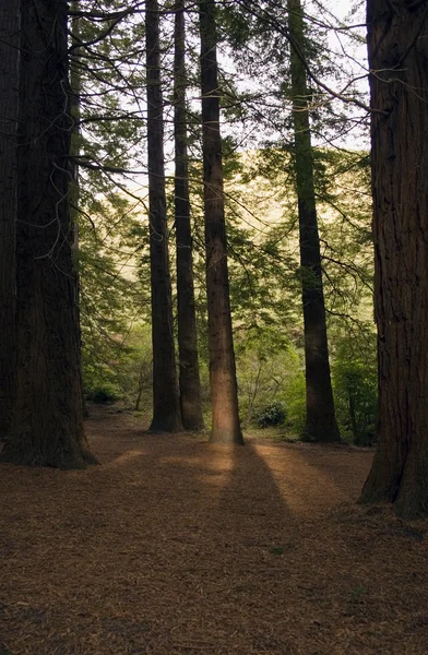Forêt de séquoias 02 — Photo