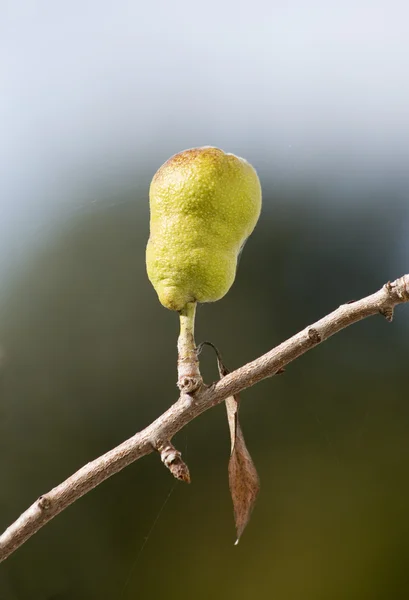 stock image Silver pear