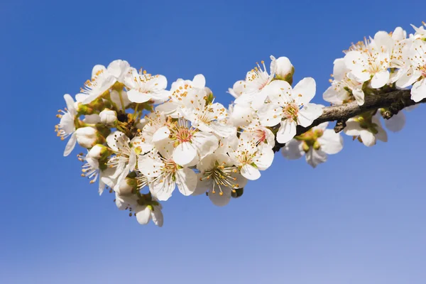 stock image Spring Blossom 01