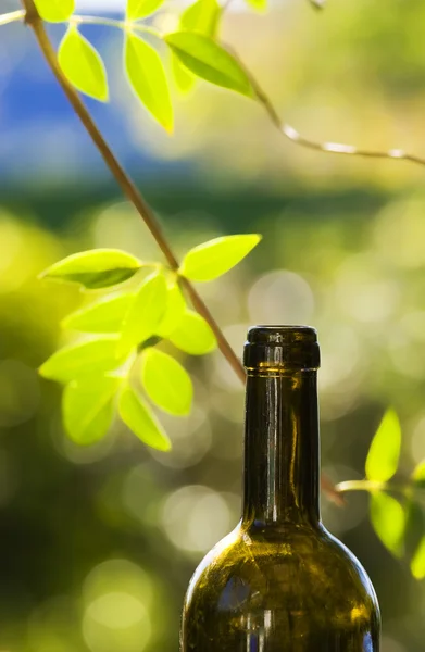포도주와 포도 나무 — 스톡 사진