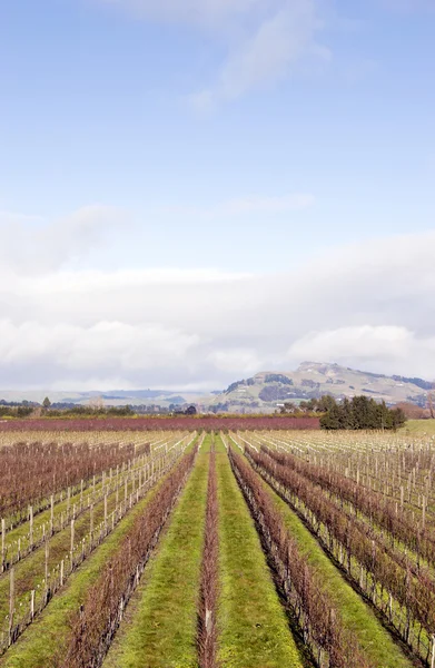 Зимние виноградники NZ 02 — стоковое фото