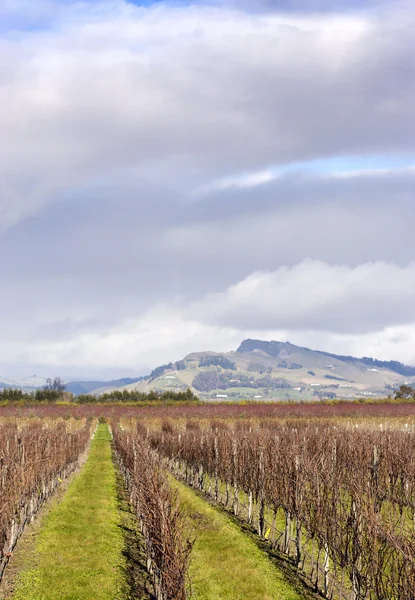 Зимние виноградники NZ 03 — стоковое фото