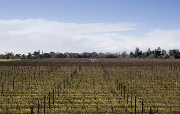 Зимние виноградники NZ 04 — стоковое фото