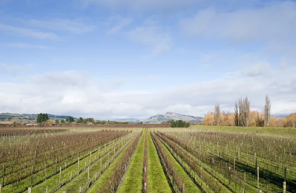 Зимние виноградники Новой Зеландии — стоковое фото