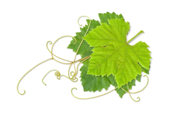 Grape leaves 02 — Stock Photo, Image