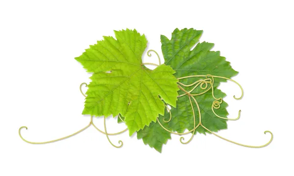 Виноградне листя 03 — стокове фото