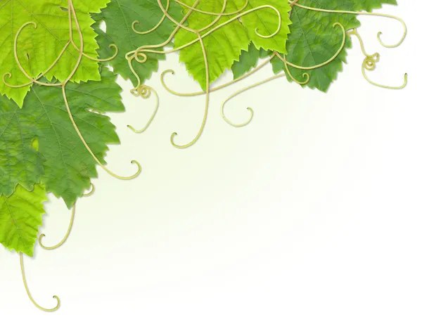 stock image Grape leaf corner