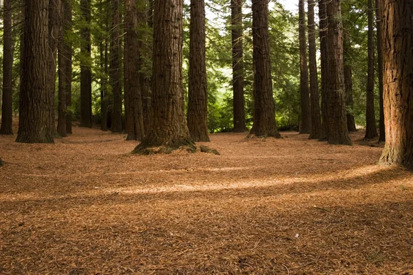 Δάσος Redwood 03 Εικόνα Αρχείου