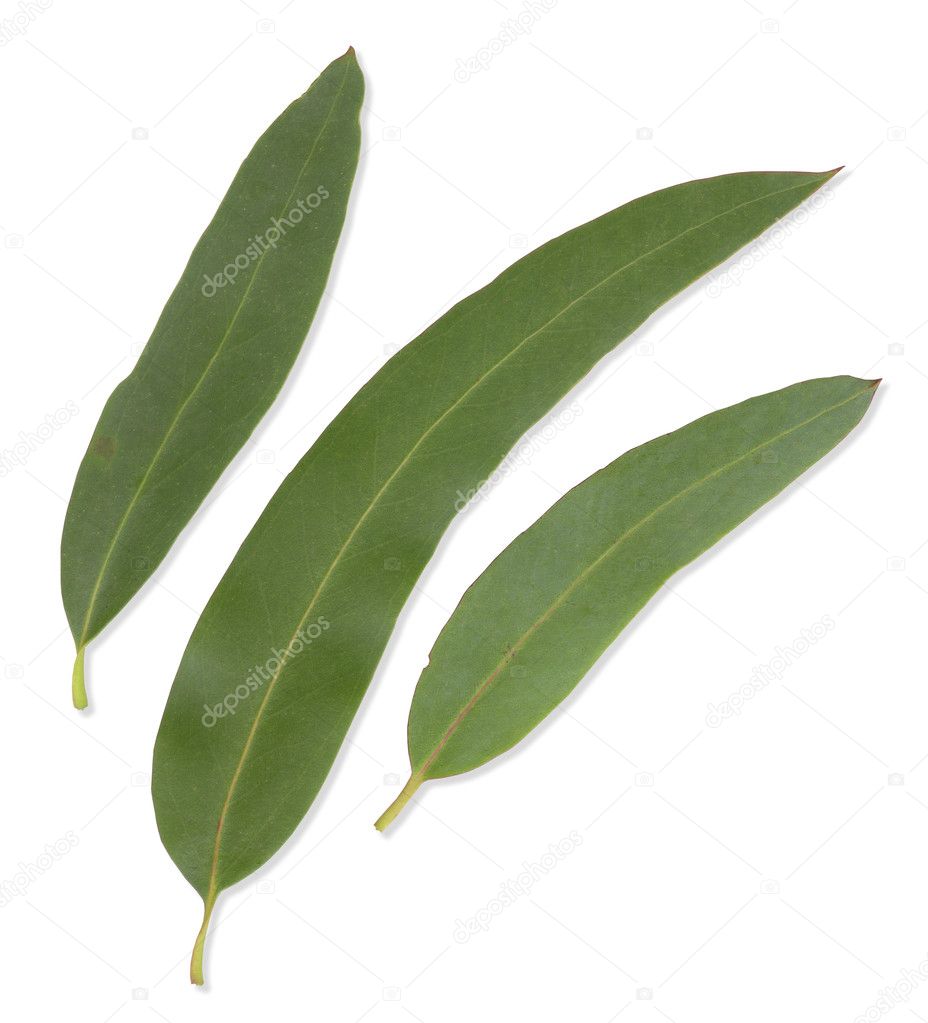 Gum Leaves with clipping paths