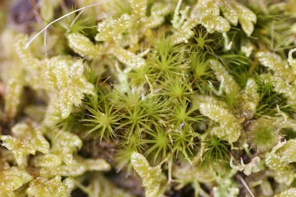 Yosunlu groundcover