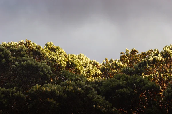 stock image Pohutukawa