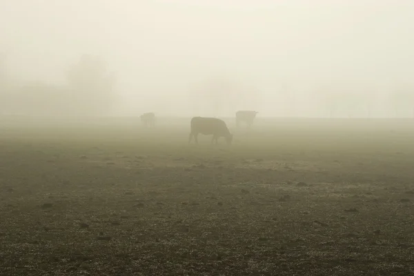 Mlhavé ráno Royaltyfria Stockfoton