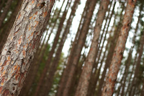 stock image Tree forest