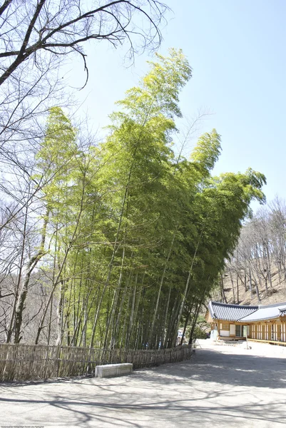 Бамбуковые деревья — стоковое фото
