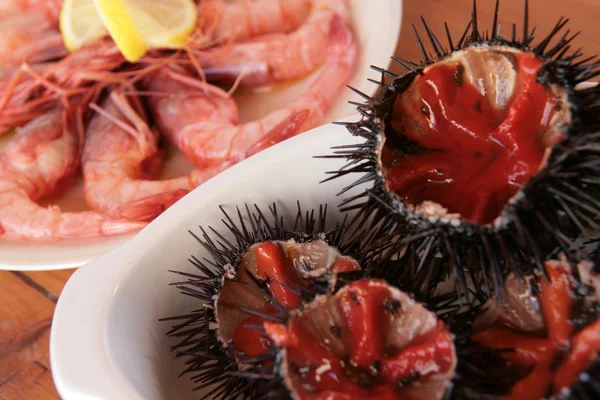 stock image Sea urchins & shrimps