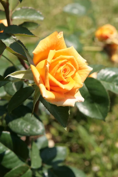 Rosa amarela em um jardim de rosas — Fotografia de Stock