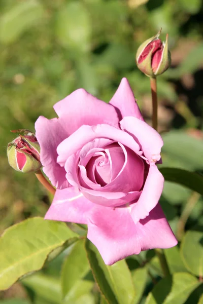 Rose violette dans une roseraie — Photo