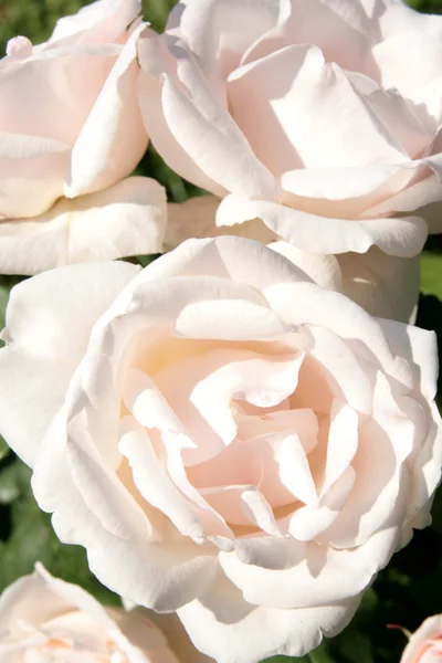 玫瑰花园中的白玫瑰 — 图库照片