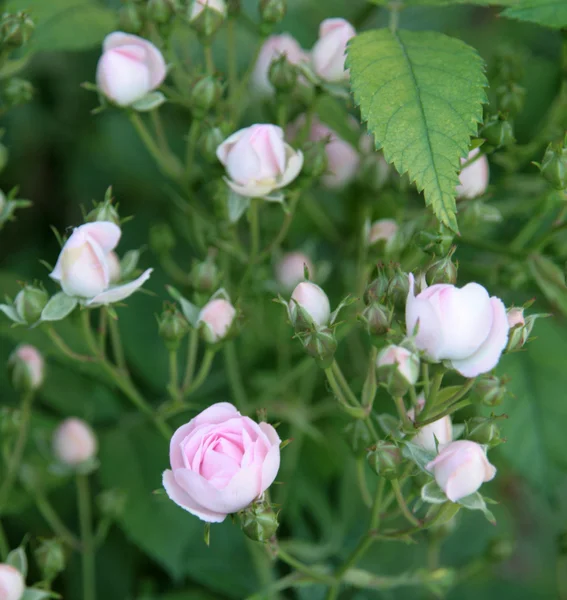 Kis rózsa bokor — Stock Fotó