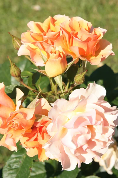 Ροζ τριαντάφυλλα με μπουμπούκια τριαντάφυλλου — Φωτογραφία Αρχείου