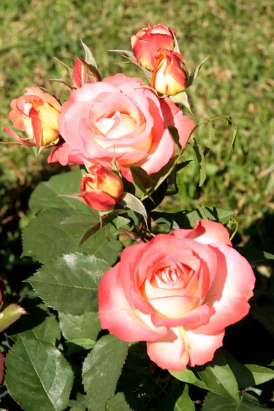 Růžové růže s růžových poupat — Stock fotografie