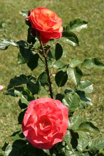 Κόκκινα τριαντάφυλλα σε έναν κήπο με τριανταφυλλιές — Φωτογραφία Αρχείου