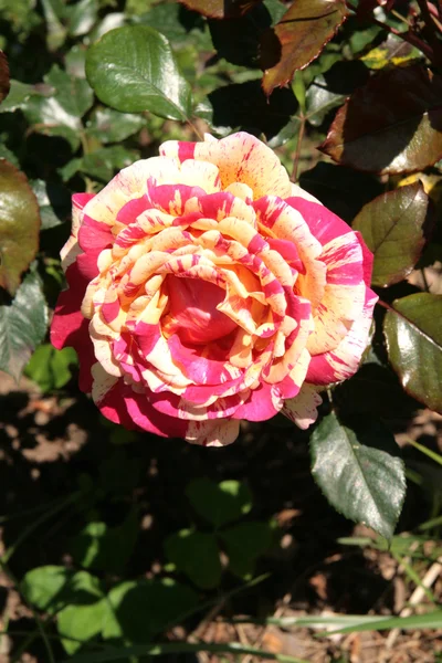 Variegated rose — Stock Photo, Image
