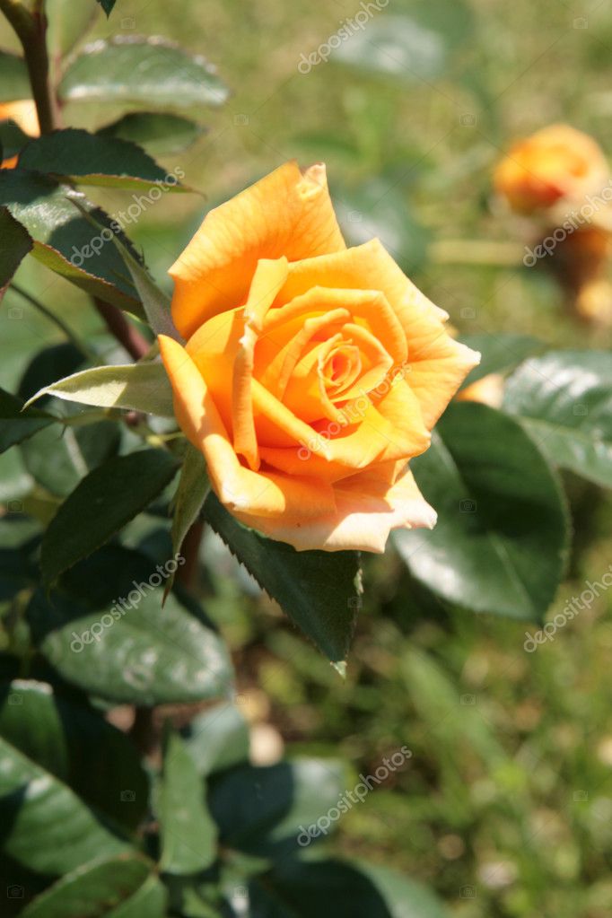 Jardín de rosas fotos de stock, imágenes de Jardín de rosas sin royalties |  Depositphotos