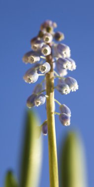 Frühlingserwachen